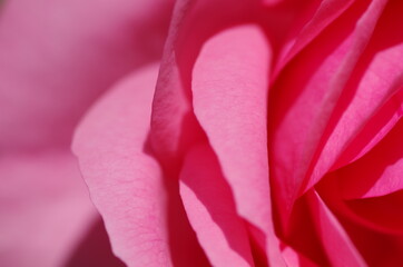 Close-up of beautiful light pink rose flower. Rose blossom. Macro. Isolated. Standalone.