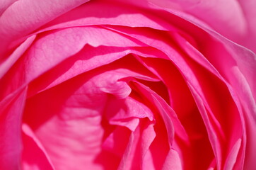 Close-up of beautiful light pink rose flower. Rose blossom. Macro. Isolated. Standalone.