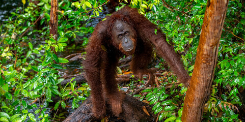Bornean orangutan on the tree under rain in the wild nature. Central Bornean orangutan, scientific name: Pongo pygmaeus wurmbii. Natural habitat. Tropical Rainforest of Borneo. © Uryadnikov Sergey