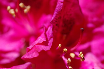 Close-up of beautiful bright pink rhododendron blossom. rhododendron flower. Isolated. Macro. Standalone.