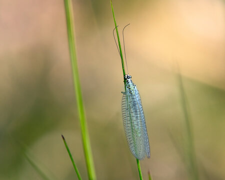 Green Lacewing (Chrysopa perla) hunting for aphids. It is an insect in the Chrysopidae family. The larvae are active predators and feed on aphids and other small insects.