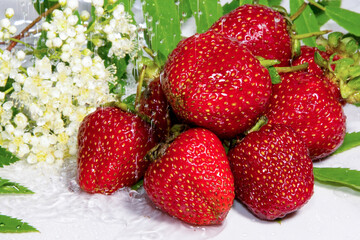 Strawberries with white flowers, green leaves on a white background close-up