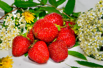 Strawberries with white flowers, yellow dandelions, green leaves on a white background close-up