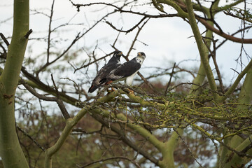 Augur buzzard Couple Buteo augurarge African bird of prey with catch eastern green mamba Dendroaspis angusticeps highly venomous snake 