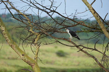 Augur buzzard Couple Buteo augurarge African bird of prey with catch eastern green mamba Dendroaspis angusticeps highly venomous snake 