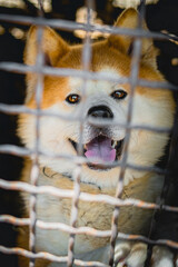 Akita Inu locked in a cage