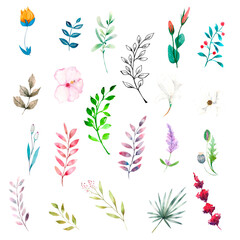 Watercolor illustration