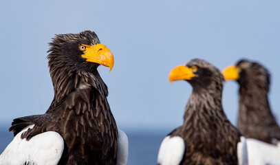 Adult Steller`s sea eagle. Close up portrait. Scientific name: Haliaeetus pelagicus. Blue background.