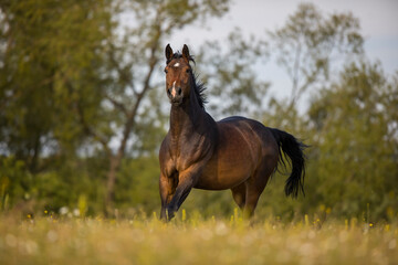 Fototapeta premium Braune Holsteiner Stute am Morgen auf der Weide