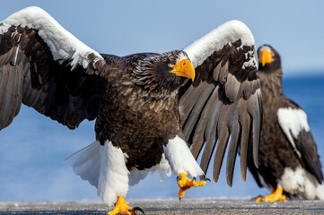 Adult Steller`s sea eagle spread its wings. Front view, Close up portrait of Adult Steller's sea...