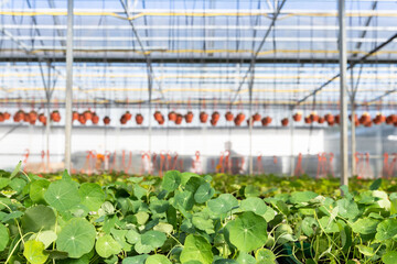 Young flower plants growing in a greenhouse, nursery. Green seedling growing. 
