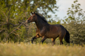 Braune Holsteiner Stute am Morgen auf der Weide
