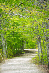 Wooded Path
