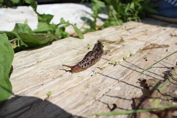 Leopard slug on a wood board among the leaves