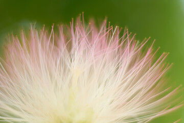 Abstract blurred purple yellow flower natural background