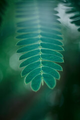 macro of the leaves of a Persian silk tree (Albizia julibrissin)