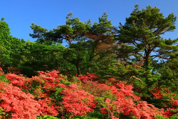 室根山のツツジ