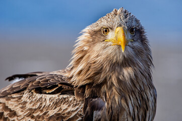 White-tailed eagle. Scientific name: Haliaeetus albcilla.