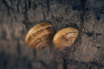 two snail shell detail attached to a tree trunk ,macro detail, selective focus