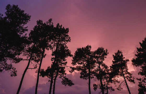 Beautiful pink sunset and silhouettes of pine trees in the foreground.