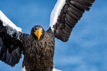 Adult Steller`s sea eagle spread its wings. Front view, Close up portrait of Adult Steller's sea...