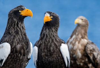Adult Steller`s sea eagle. Close up portrait. Scientific name: Haliaeetus pelagicus. Blue background.