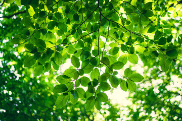 Fototapeta na wymiar Shining sun through a fresh green leaves of the maple tree in springtime..