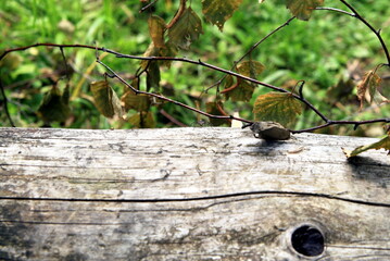 old log in the forest close up background