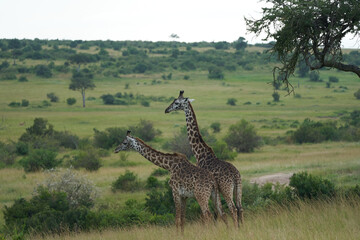 Giraffe Africa Giraffa Safari Big Five Africa