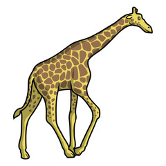Isolated single giraffe