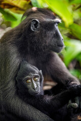 The Celebes crested macaque and cub. Cub nursing her mother's breast milk. Crested black macaque, Sulawesi crested macaque, Sulawesi macaque or the black ape. Natural habitat. Sulawesi. Indonesia.