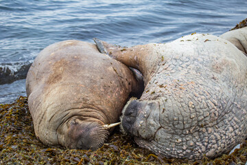 Morsy na południowym Spitsbergenie © blackspeed