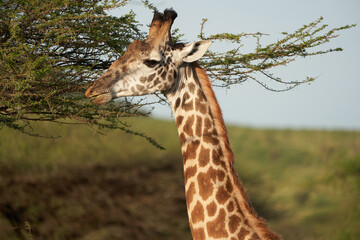 Giraffe Africa Giraffa Safari Big Five Africa