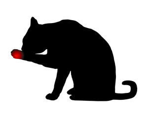 Katze mit Schmerzen in der Tatze