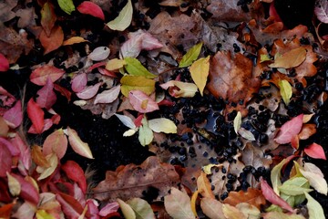 autumn leaves on the black background