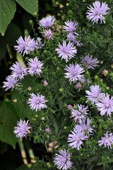 pink flowers in a garden