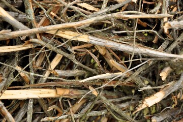 thin branches on the ground