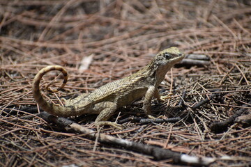 Northern Curlytail Lizard