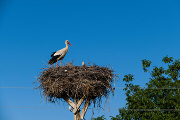 a couple of storks in the nest, during the incubating period the stork and his wife are in the nest,