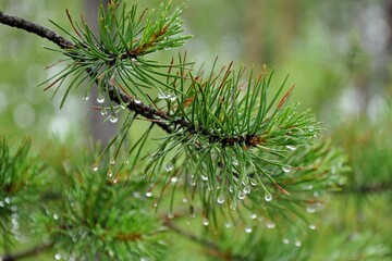 water drops on a tree branch