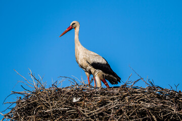 a stork waiting for his wife in the nest, blue sky and a stork nest, natural stork nest,