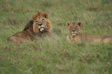 Naklejka na ściany i meble Lion and Lioness Kenya Safari Savanna Mating