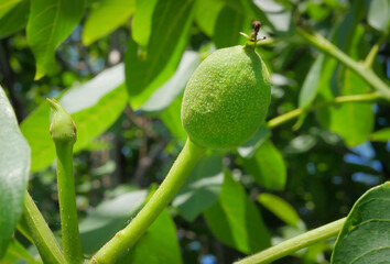 One young green walnut on a tree close-up