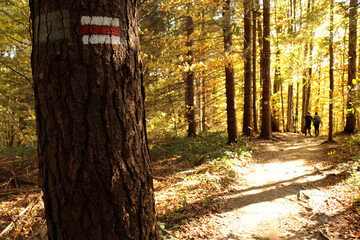 Path through a beech forest, Bieszczady Mountains