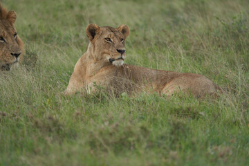 Fototapeta na wymiar Lion and Lioness Kenya Safari Savanna Mating