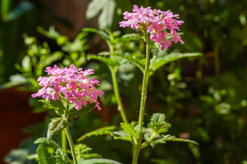 Purple flowers in green garden