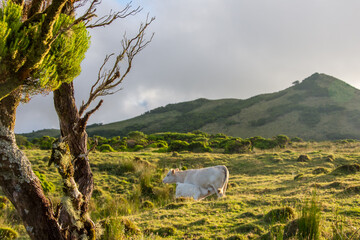 Walk on the Azores archipelago. Discovery of the island of Pico, Azores. Madalena