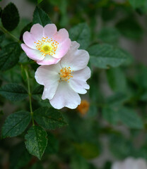 rose hip tree blooming in spring, rose hip tree blooming, rose hip flower,