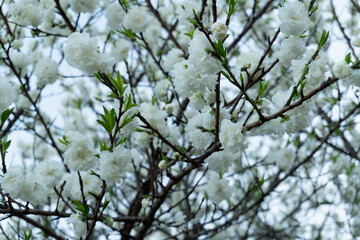 White flowers and green leaves on a nice tree in Barcelona Spain