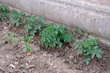 tomato seedlings that begin to ripen, tomato plants in the hobby garden,